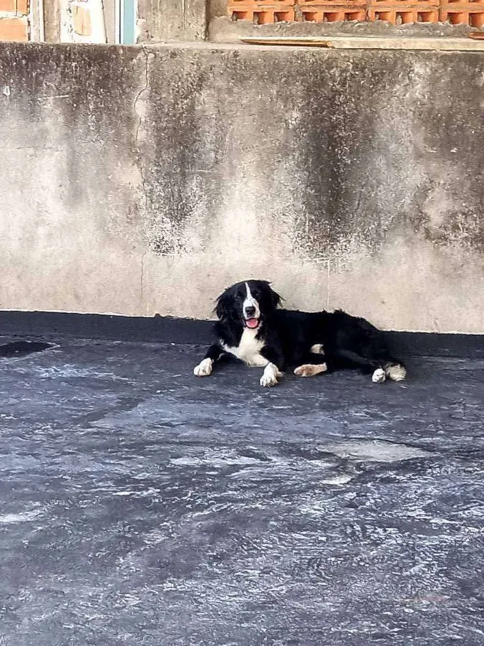 Cachorro ra a Vira-lata idade 2 anos nome Theo