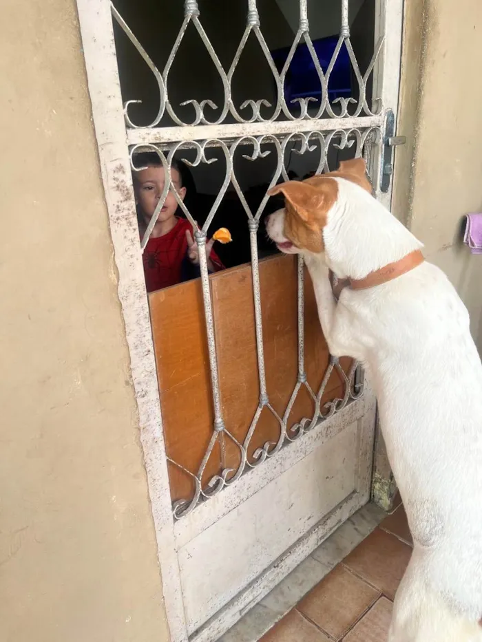 Cachorro ra a Pitbull com labrador  idade 7 a 11 meses nome Eros