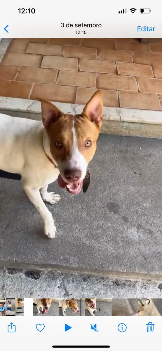 Cachorro ra a Pitbull com labrador  idade 7 a 11 meses nome Eros