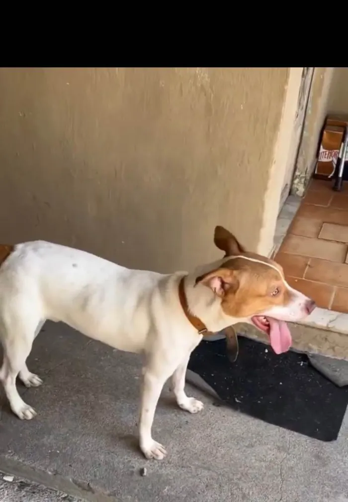 Cachorro ra a Pitbull com labrador  idade 7 a 11 meses nome Eros