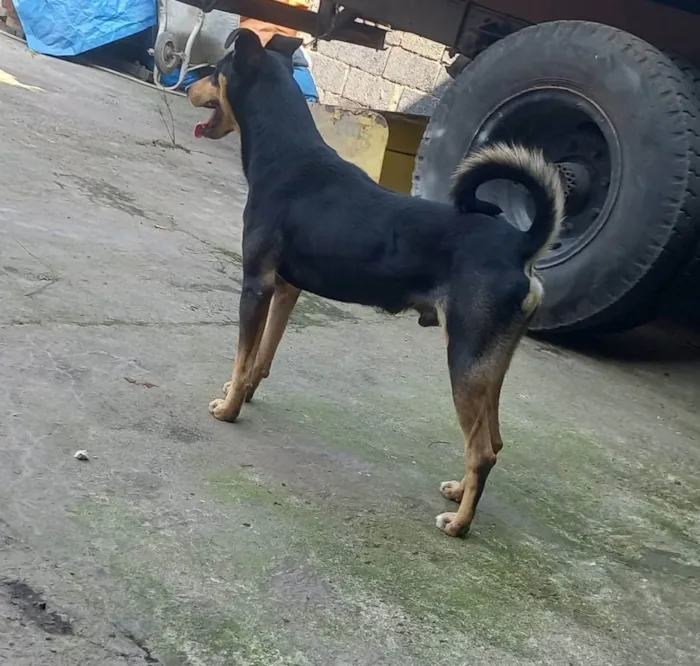 Cachorro ra a NÃO SEI idade 2 anos nome FRED