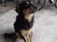 Negao
