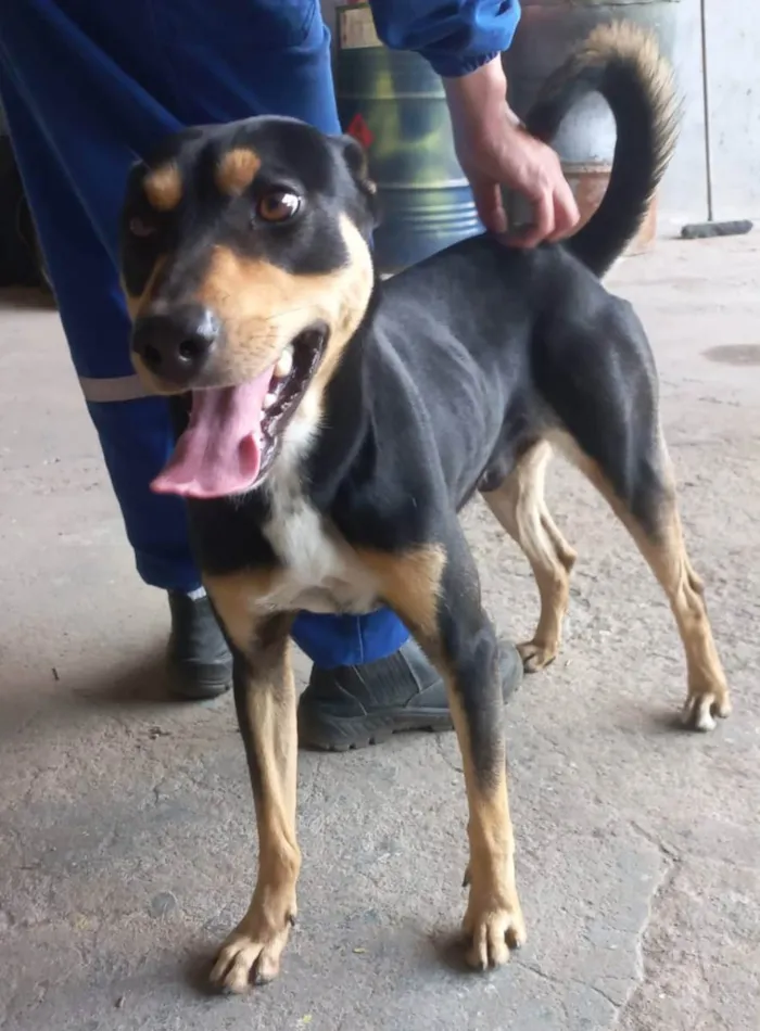 Cachorro ra a NÃO SEI idade 2 anos nome FRED