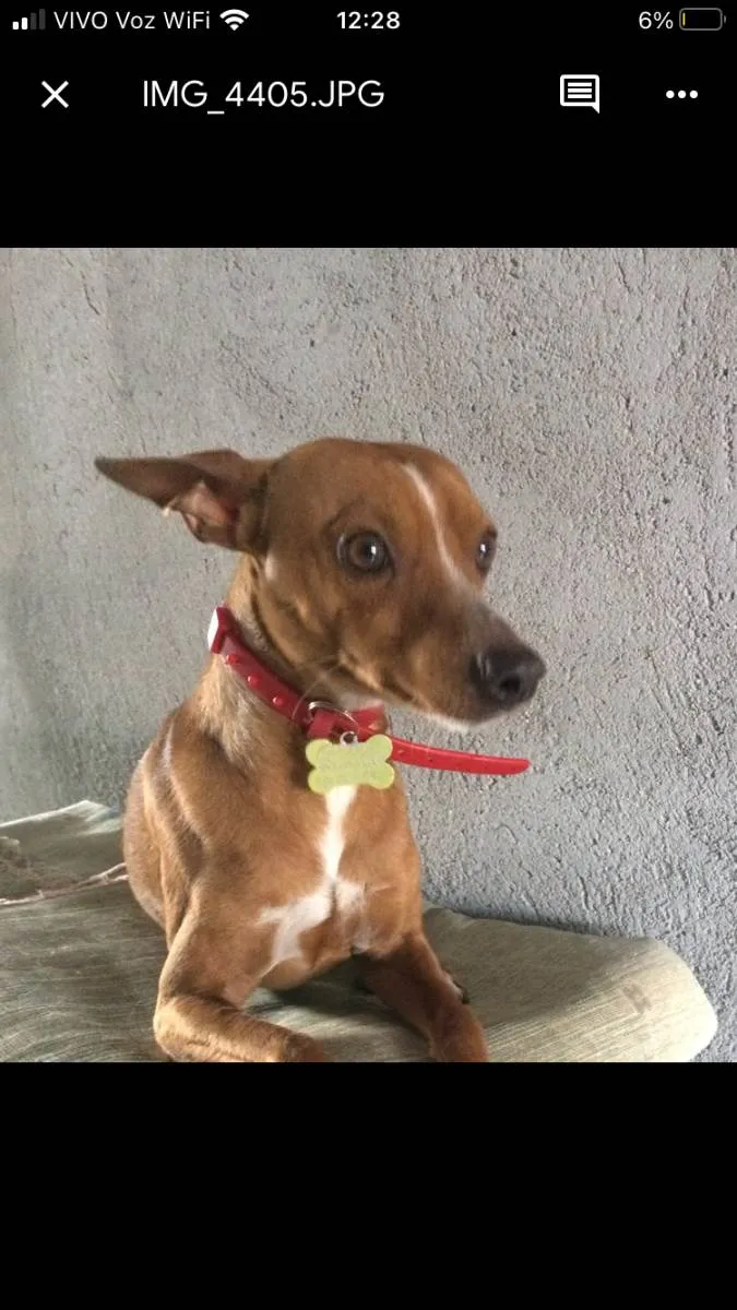 Cachorro ra a Pinscher idade 4 anos nome Spot