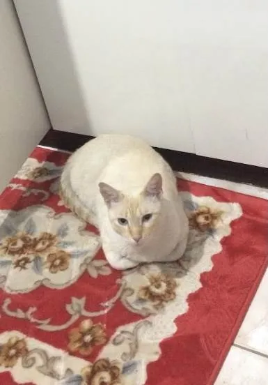 Gato raça Indefinida  idade 6 ou mais anos nome Patrick 