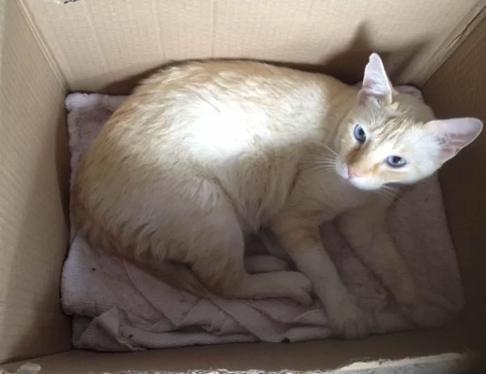 Gato raça Indefinida  idade 6 ou mais anos nome Patrick 