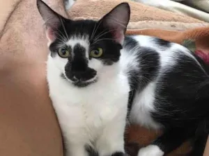 Gato raça Vira Lata idade 2 anos nome Ellie, Thor e Ivie