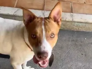 Cachorro raça Pitbull com labrador  idade 7 a 11 meses nome Eros