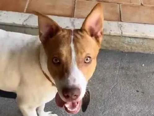 Cachorro ra a Pitbull com labrador  idade 7 a 11 meses nome Eros