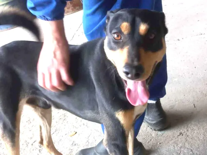 Cachorro ra a NÃO SEI idade 2 anos nome FRED