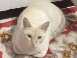 Gato raça Indefinida  idade 6 ou mais anos nome Patrick 