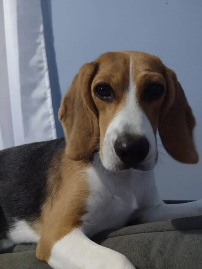 Cachorro ra a Beagle  idade 1 ano nome Sol