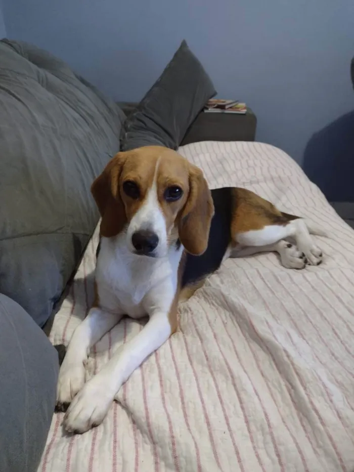 Cachorro ra a Beagle  idade 1 ano nome Sol