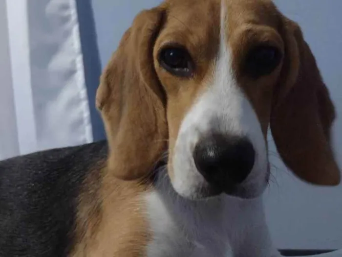 Cachorro ra a Beagle  idade 1 ano nome Sol