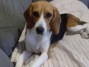 Cachorro raça Beagle  idade 1 ano nome Sol