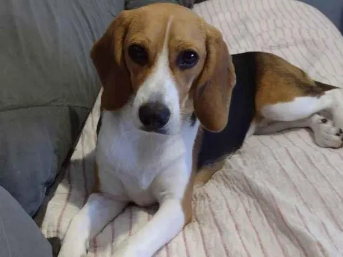 Cachorro ra a Beagle  idade 1 ano nome Sol