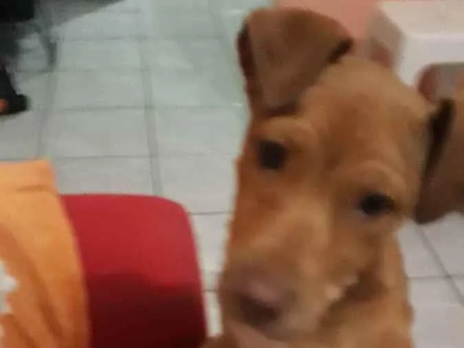 Cachorro ra a Mestiço de Pitbull idade 2 a 6 meses nome Billy