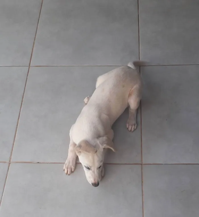 Cachorro ra a Vira lata com akita idade 2 a 6 meses nome Dino