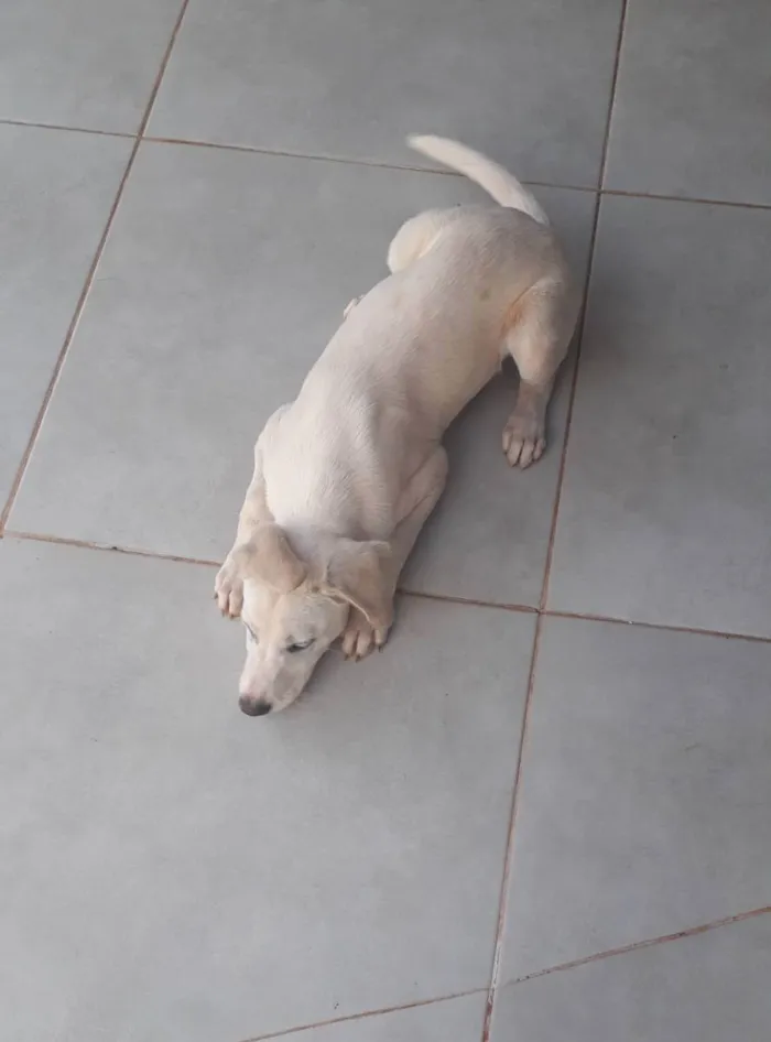 Cachorro ra a Vira lata com akita idade 2 a 6 meses nome Dino