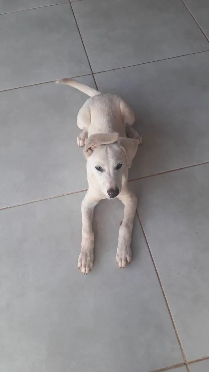 Cachorro ra a Vira lata com akita idade 2 a 6 meses nome Dino