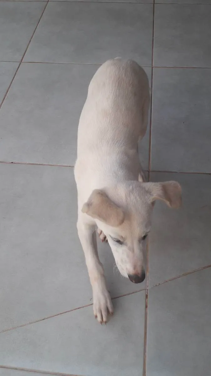 Cachorro ra a Vira lata com akita idade 2 a 6 meses nome Dino