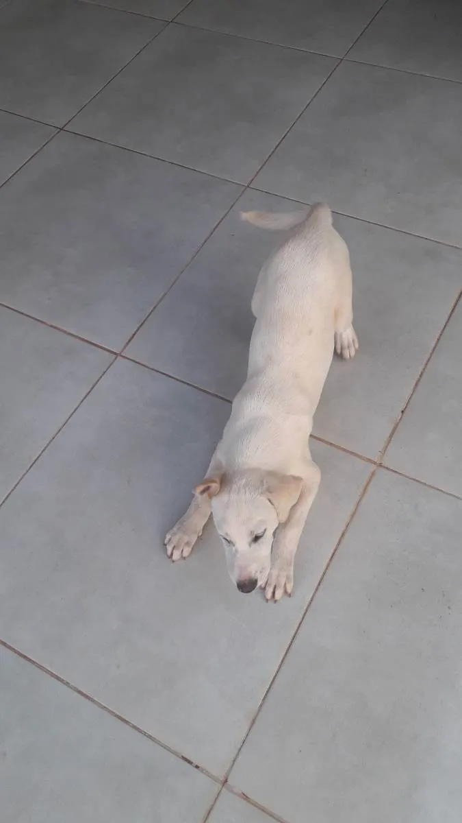 Cachorro ra a Vira lata com akita idade 2 a 6 meses nome Dino