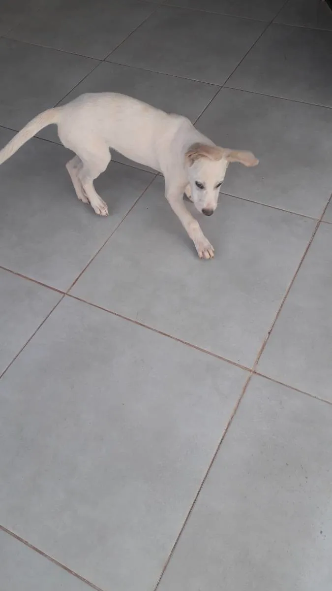 Cachorro ra a Vira lata com akita idade 2 a 6 meses nome Dino