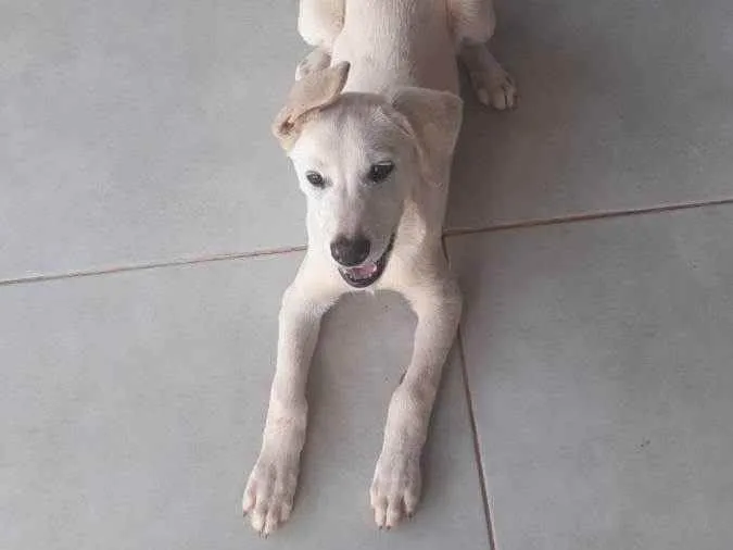 Cachorro ra a Vira lata com akita idade 2 a 6 meses nome Dino