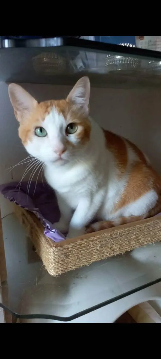 Gato ra a srd bicolor idade 2 anos nome TAYLOR