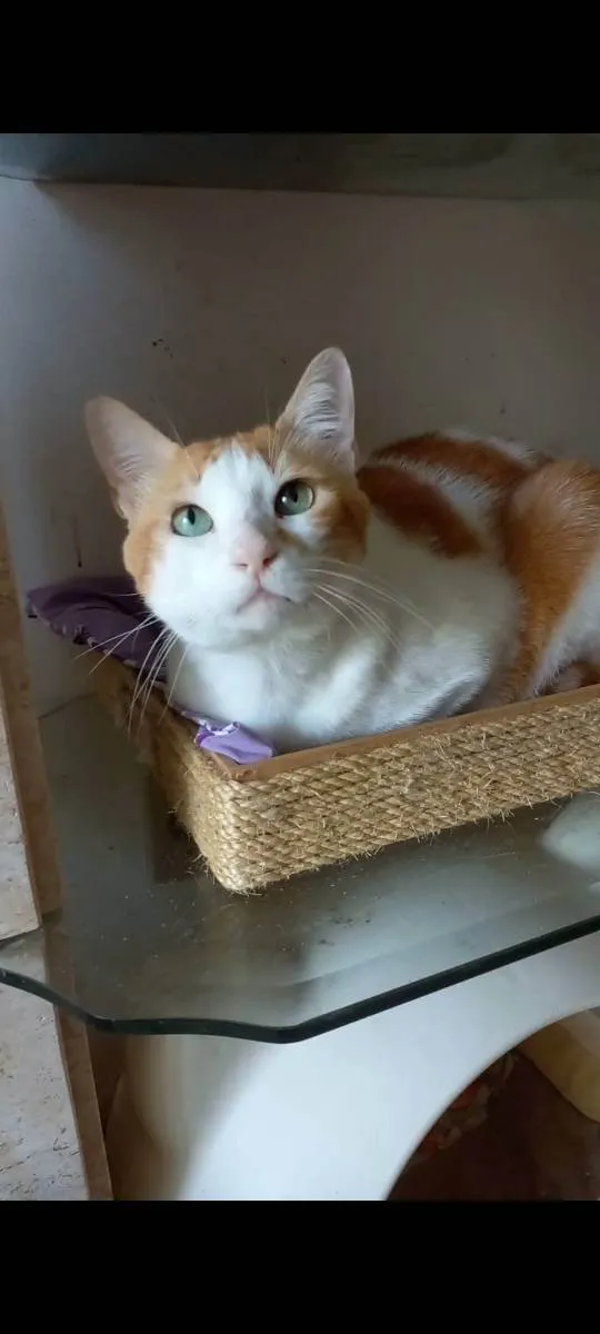Gato ra a srd bicolor idade 2 anos nome TAYLOR