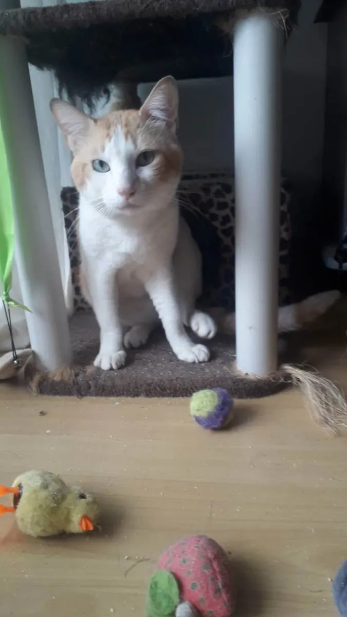 Gato ra a srd bicolor idade 2 anos nome TAYLOR