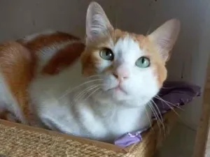 Gato raça srd bicolor idade 2 anos nome TAYLOR