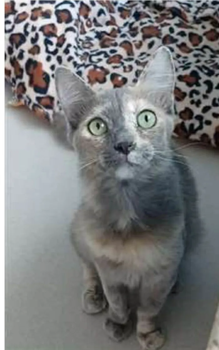 Gato ra a srd tricolor idade 7 a 11 meses nome SUSY