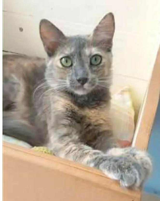 Gato ra a srd tricolor idade 7 a 11 meses nome SUSY