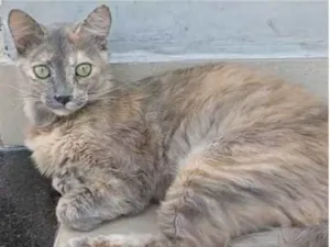 Gato raça srd tricolor idade 7 a 11 meses nome SUSY