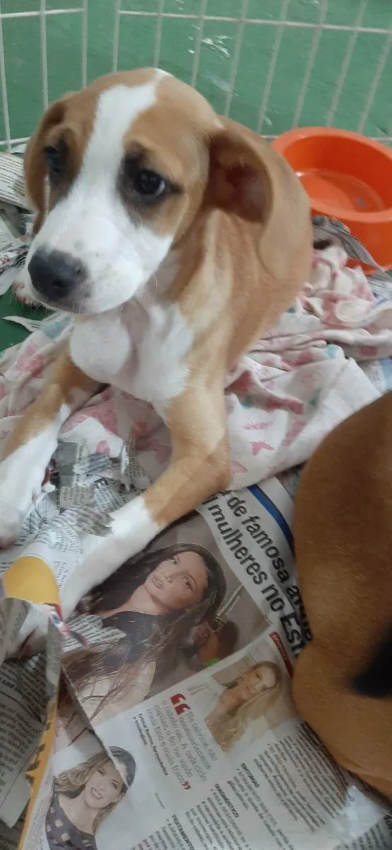 Cachorro raça Srd idade Abaixo de 2 meses nome Joy