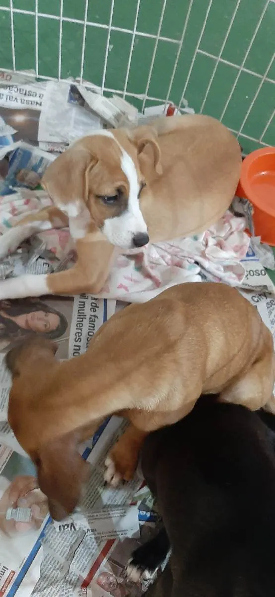Cachorro raça Srd idade Abaixo de 2 meses nome Joy