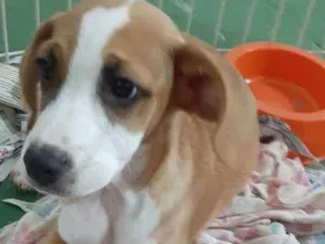 Cachorro raça Srd idade Abaixo de 2 meses nome Joy