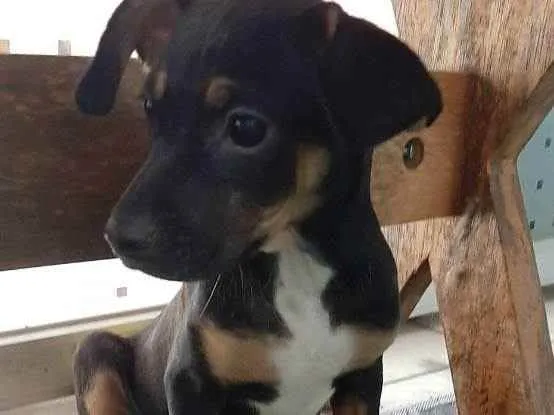 Cachorro raça SRD idade 2 a 6 meses nome Kiki