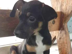 Cachorro raça SRD idade 2 a 6 meses nome Kiki