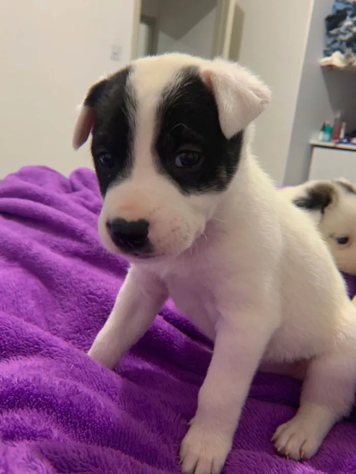 Cachorro ra a Linda idade 2 a 6 meses nome Pandinha