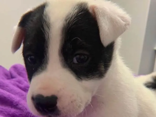 Cachorro ra a Linda idade 2 a 6 meses nome Pandinha