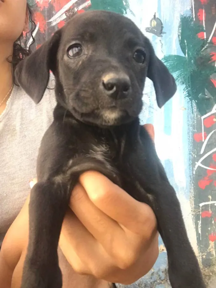 Cachorro ra a  idade Abaixo de 2 meses nome Sem nome 