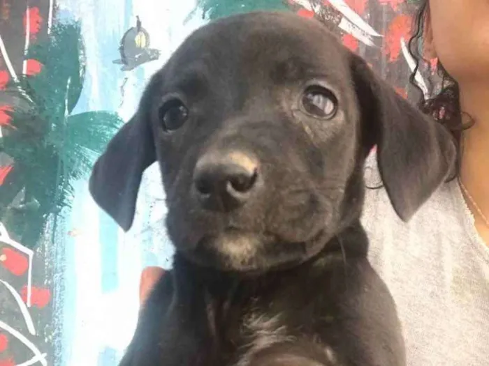 Cachorro ra a  idade Abaixo de 2 meses nome Sem nome 