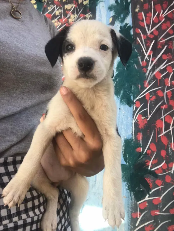 Cachorro ra a  idade Abaixo de 2 meses nome Sem nome 