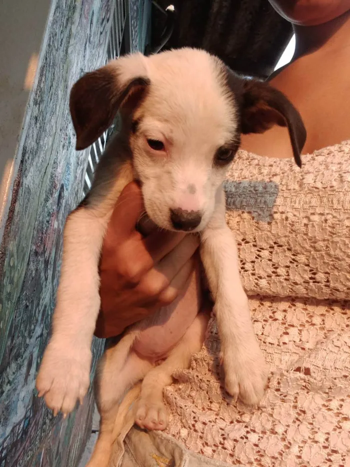 Cachorro ra a  idade Abaixo de 2 meses nome Sem nome 