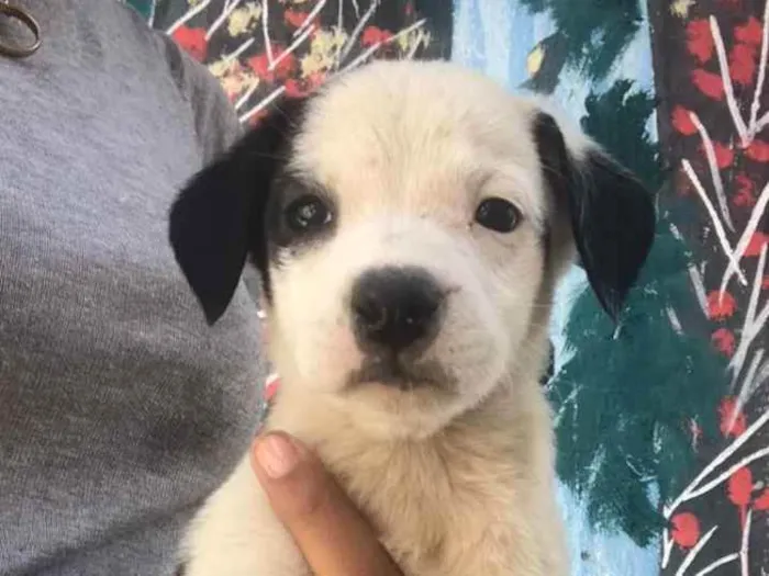 Cachorro ra a  idade Abaixo de 2 meses nome Sem nome 