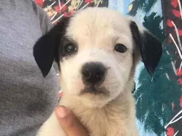 Cachorro ra a  idade Abaixo de 2 meses nome Sem nome 