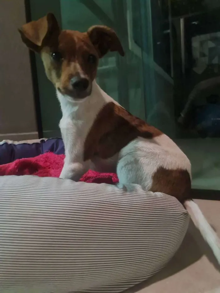 Cachorro ra a SRD idade 2 a 6 meses nome Nestor