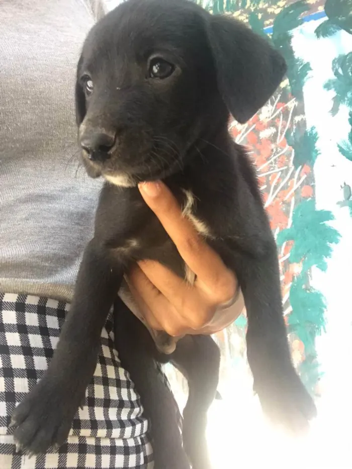 Cachorro ra a  idade Abaixo de 2 meses nome Sem nome 